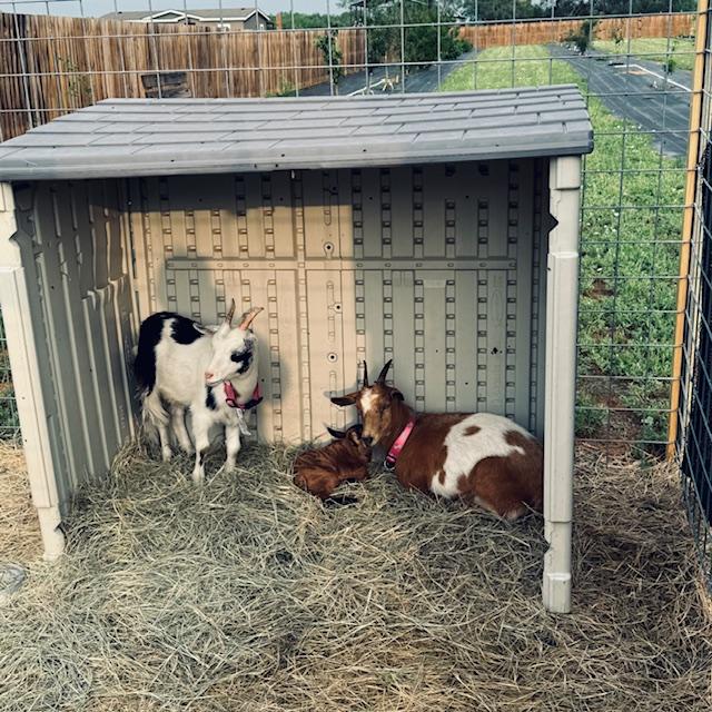 I've decided to go with The Honeymooners. Left to right: Trixie, Ralph, and Alice.