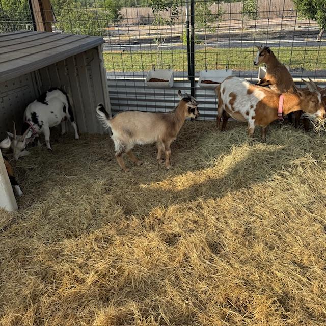 The girls enjoying breakfast.