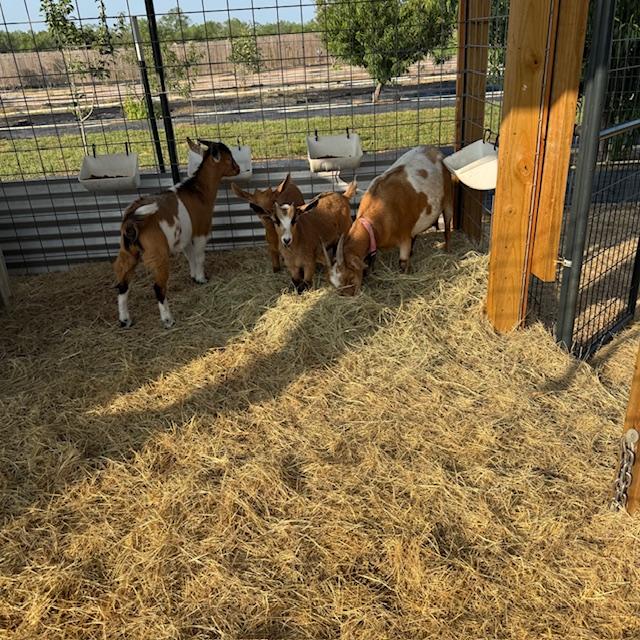 Another shot of the girls. The babies are almost weaned now.