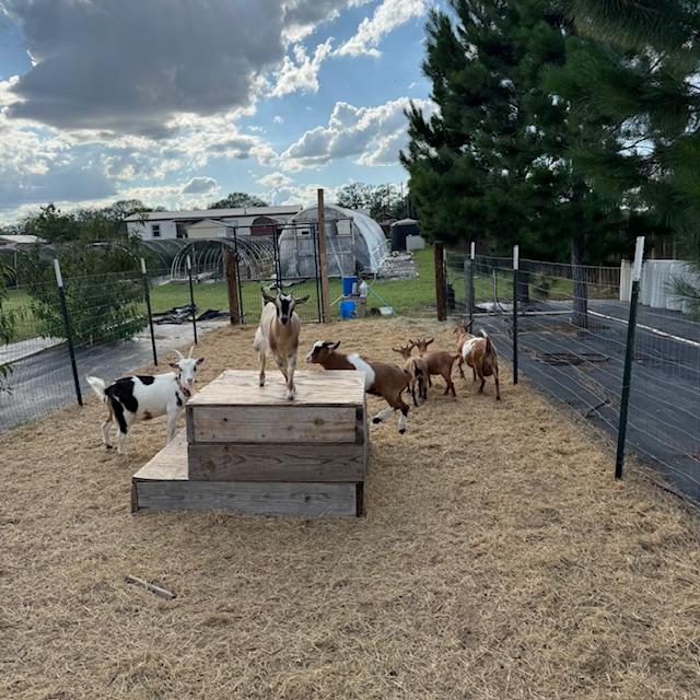 goats062825a goats062825a