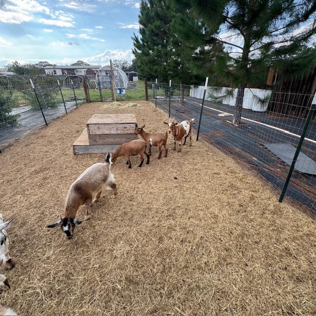 Left to right: Gracie, Ethel, Lucy, Alice.