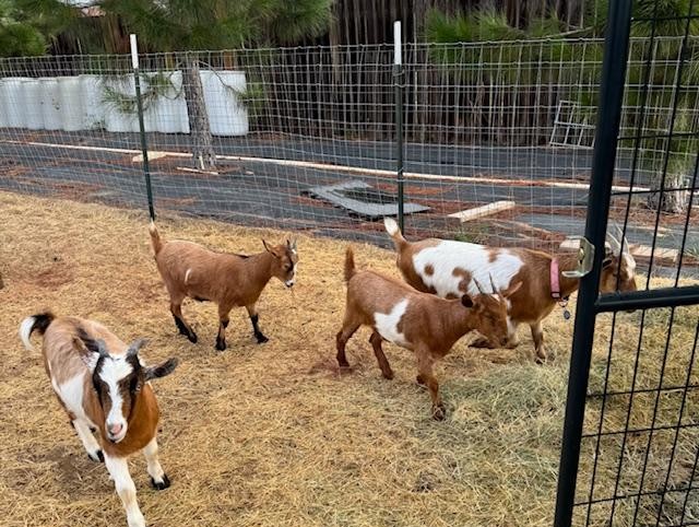 Left to right, George, Ethel, Lucy, & Alice.
