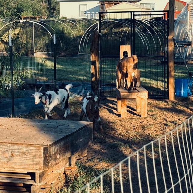 goats0924 goats0924
