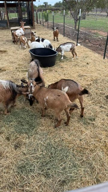 11 of our 13 goats. Not sure where the other 2 are hiding. Tomorrow, we will lose 2.