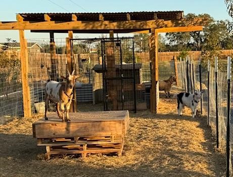 Alice, on the left, is expecting, but Trixie, on the right, is expecting soon. Norton is in the background.