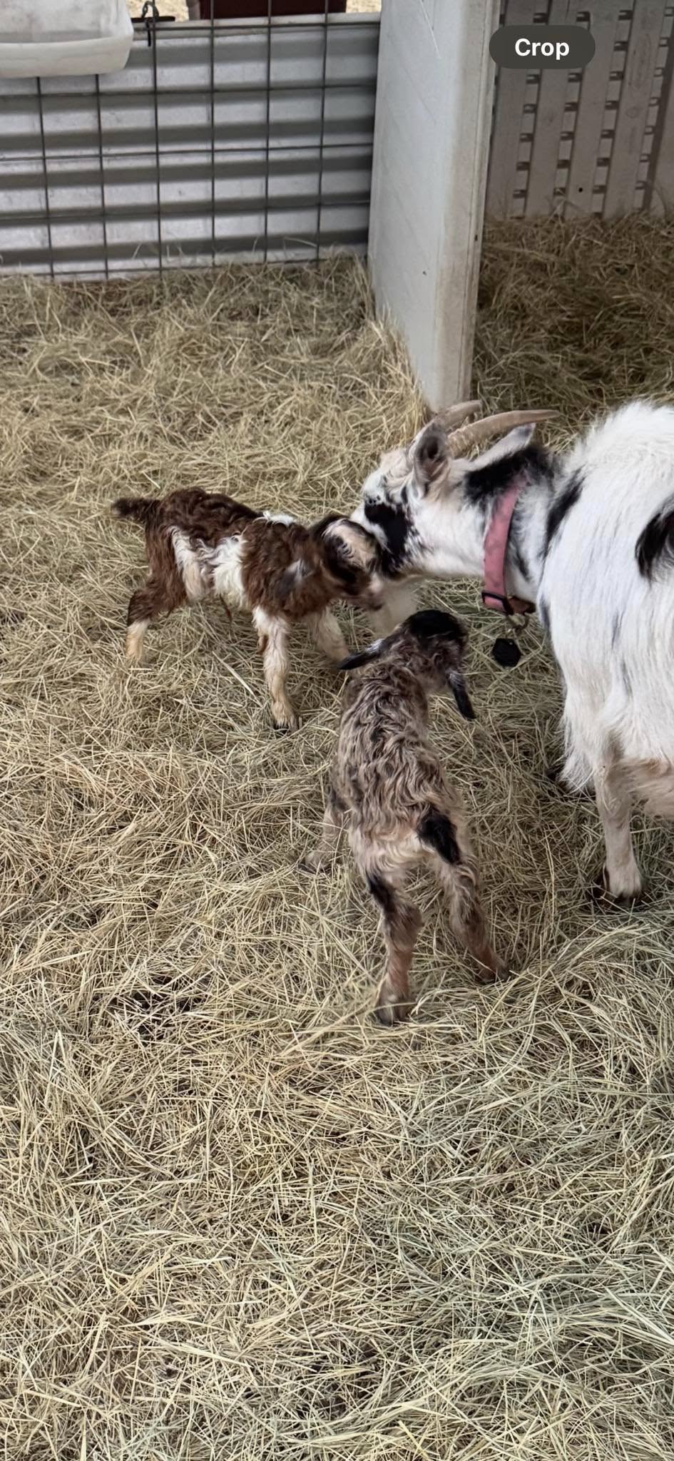 Aren't the twins adorable? Trixie did a great job cleaning the babies up. Baby A was born at 6:04pm and baby B was born at 6:10pm, just 6 minutes apart. Aren't the twins adorable?