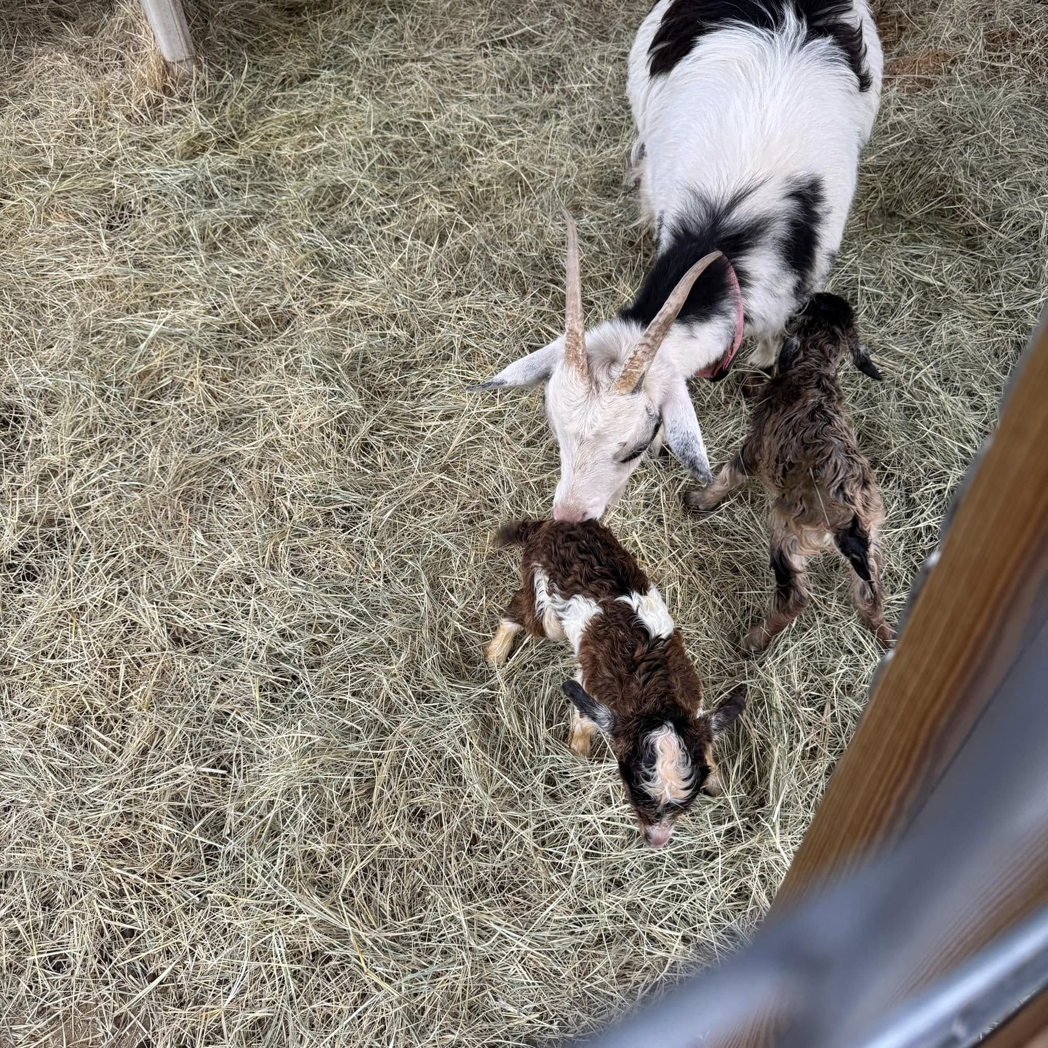 They are a bit wobbly at first but they are quickly getting the hang of it.