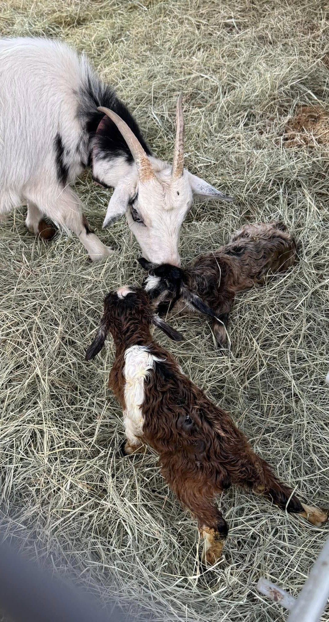 Trixie is getting them all cleaned up.