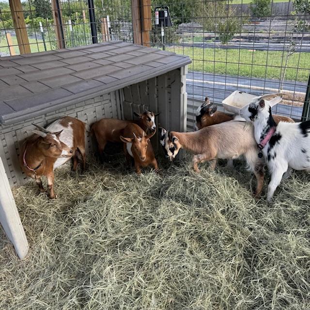 Left to right, Alice, Lucy, Ethel, Gracie, George, Trixie. All 4 babies are eating feed and hay now.