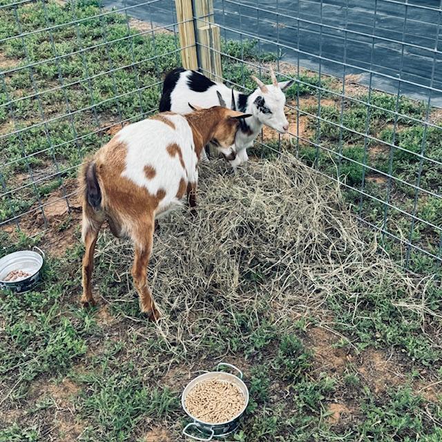 The goats love hay.