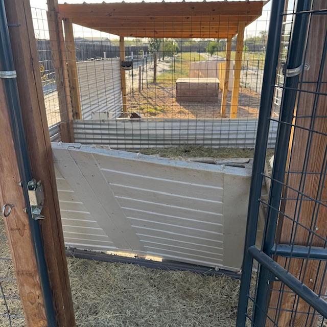George ripped apart the little shelter inside the goat house. He dragged it in front of the door and could not get out until I moved it.