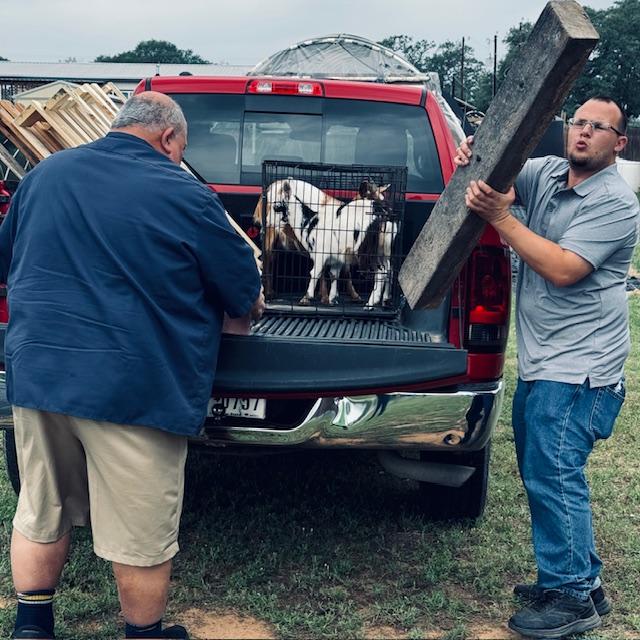 They had a hard time getting the goats from a large herd into the kennel. The goats are afraid of people which is too bad.