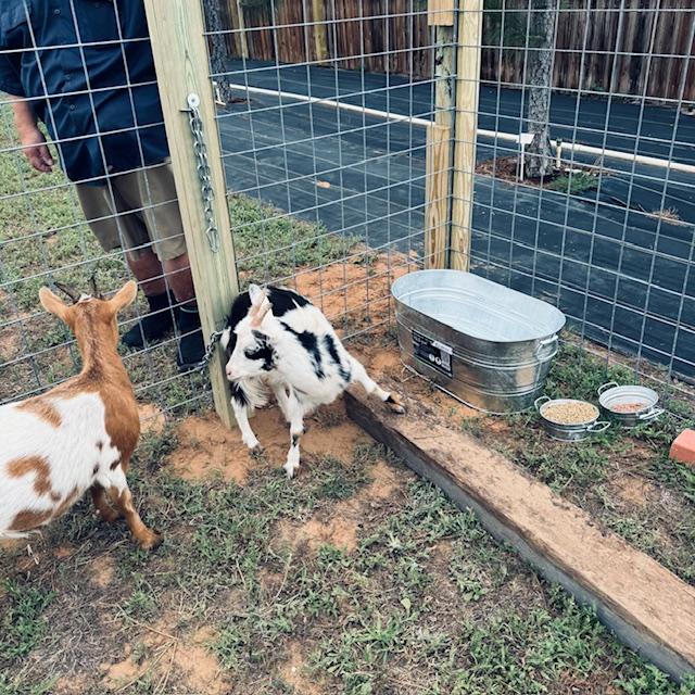 Here we got the goats settled in their temporary pen until we can build a proper house and yard for them.