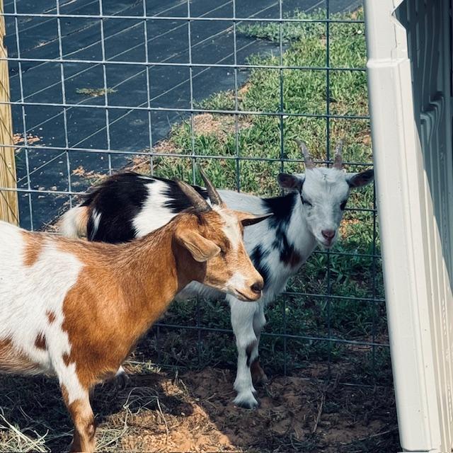 The goats are standing as I approach to feed them.