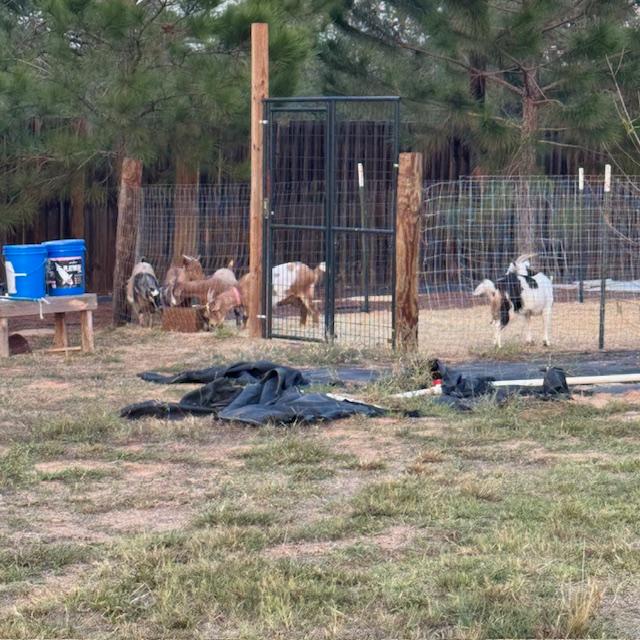 Alice and her babies are not allowing Trixie to eat whatever they eat. Then they lock horns and push each other.