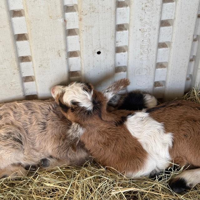 The twins napping this afternoon.