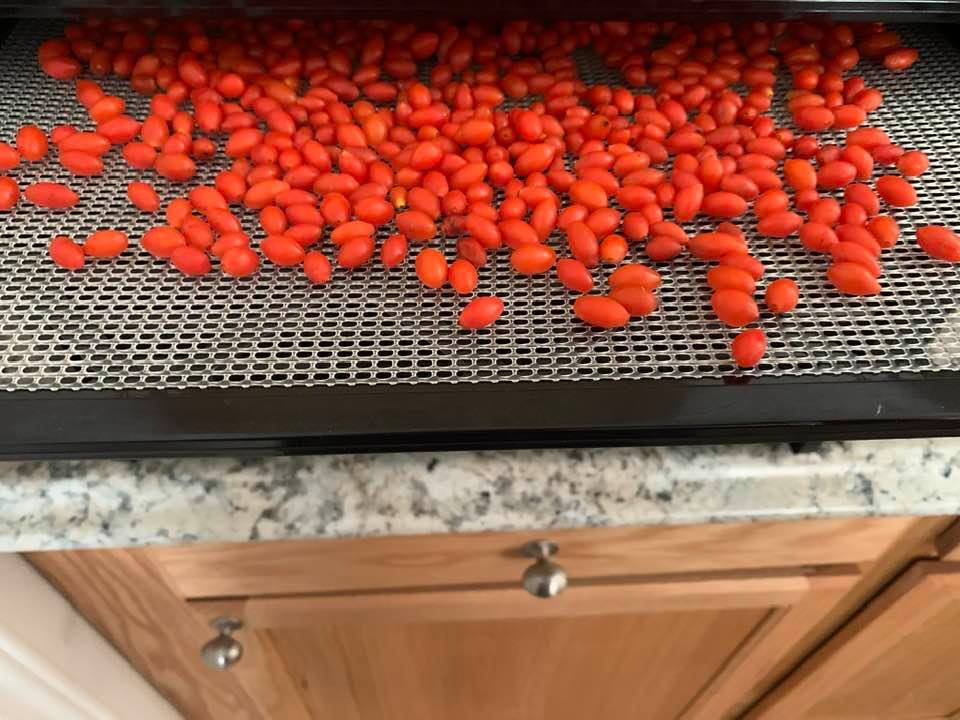 I picked goji berries from our orchard.