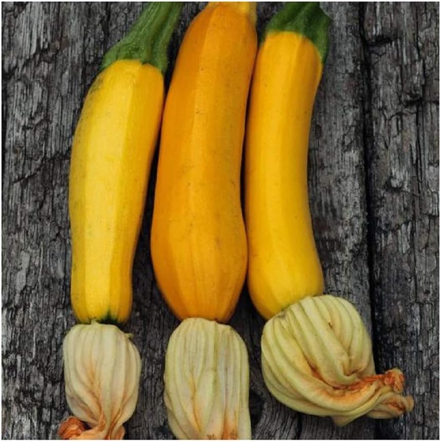 Grow zucchini that is different like the Golden Zucchini.