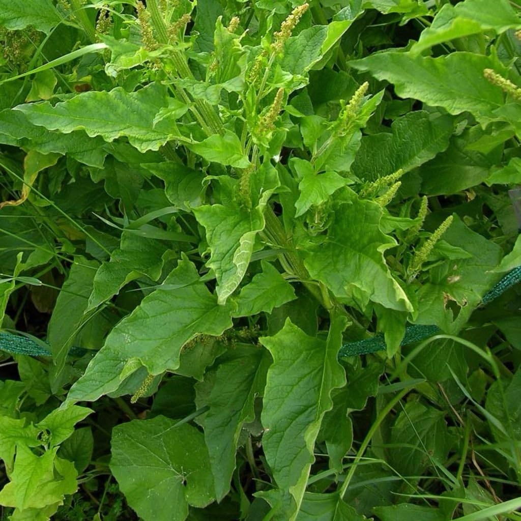 Grow perennial vegetables like Good King Henry. We picked this one up this year and we can't keep it in stock.