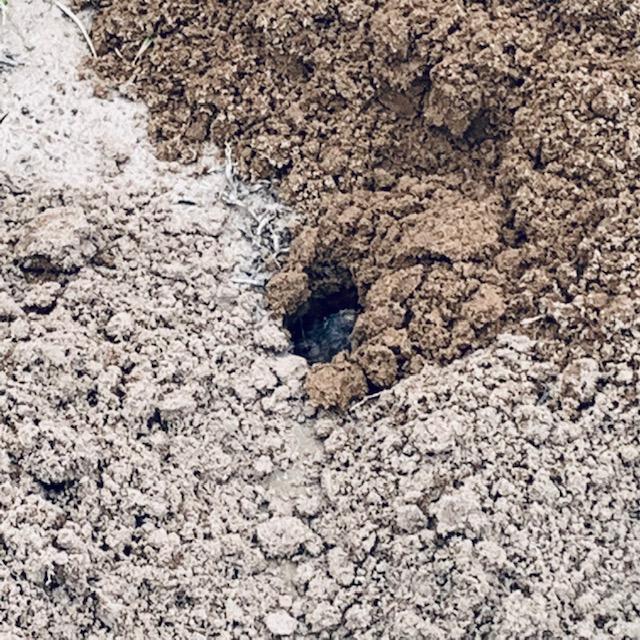 This gopher was still digging the same hole he was working on yesterday afternoon. A lot more of him came out of the hole but after taking many shots, this is the best I got.