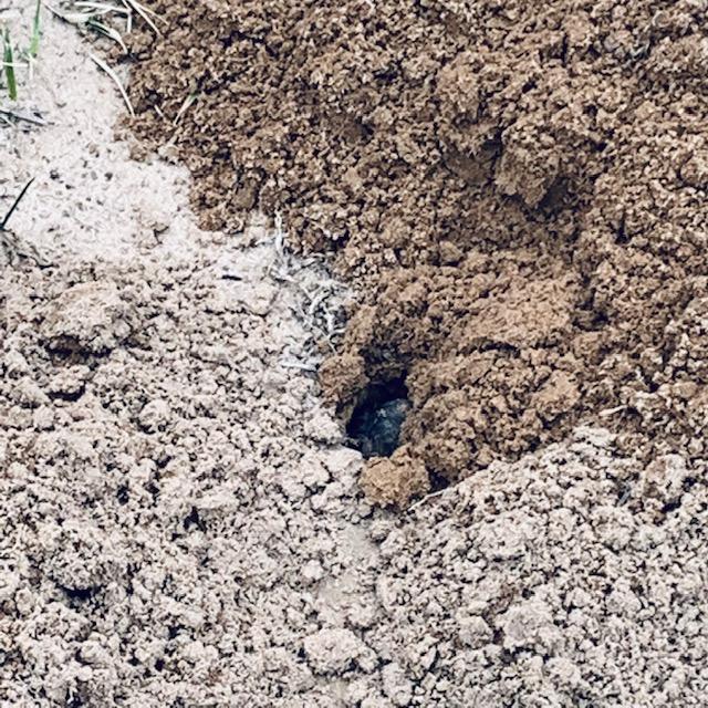 This miserable dude dug up 4 large holes right by the gate to the backyard and just kept going.