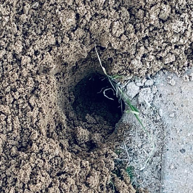 This afternoon, I found a new gopher hole being dug. I saw the gopher but I could not capture him on the camera.