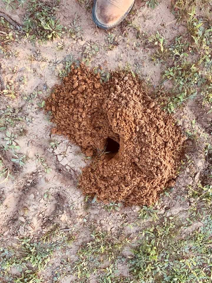 A fresh gopher hole out back. The gophers make hills each day along with one hole.