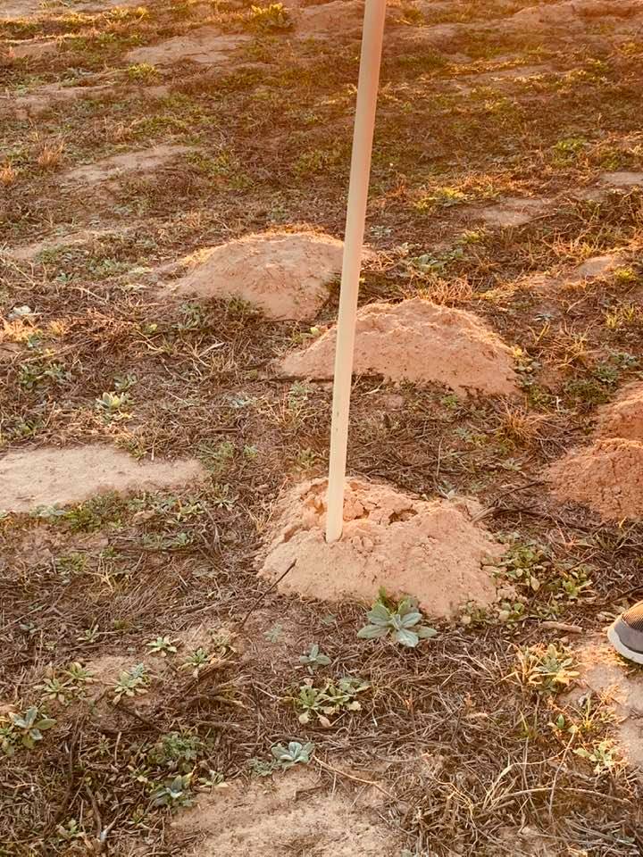 There are new gopher hills every day here on the farm.