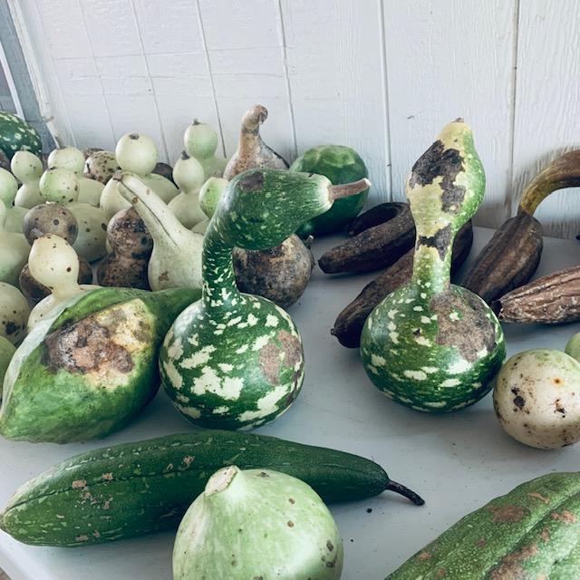 Some of the gourds harvested today, including swan gourds!