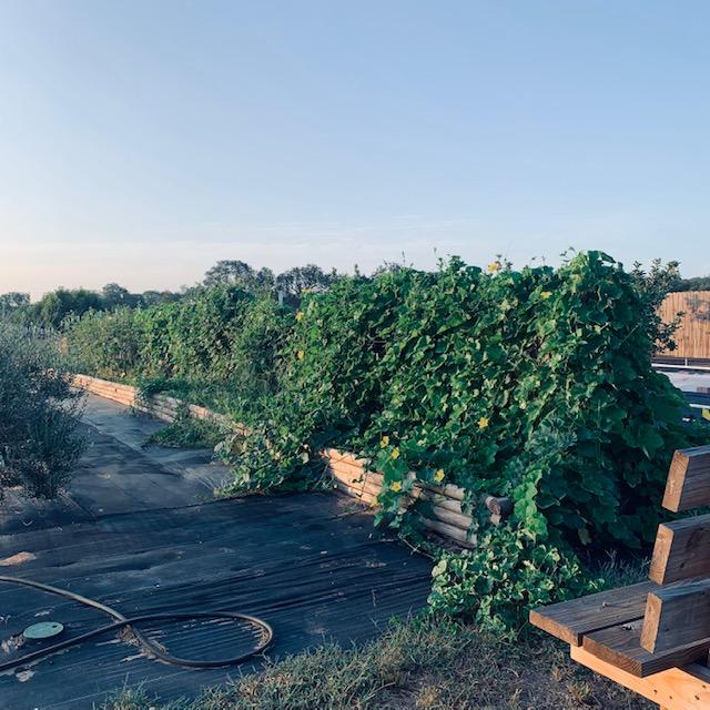 We still have different gourds growing in this area of the back 40.