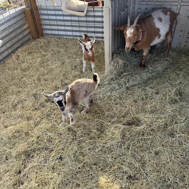 Gracie out in front, George, and their grandmother, Alice.