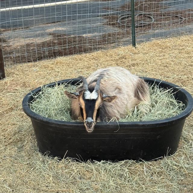 Gracie was taking a hay bath when I went out to put them away for the night. I haven't seen any of them do this before.