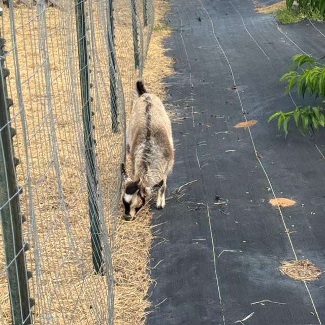 Gracie slipped out as I was backing in carrying food. She is good and now she won't come to me. I definitely got my exercise today!