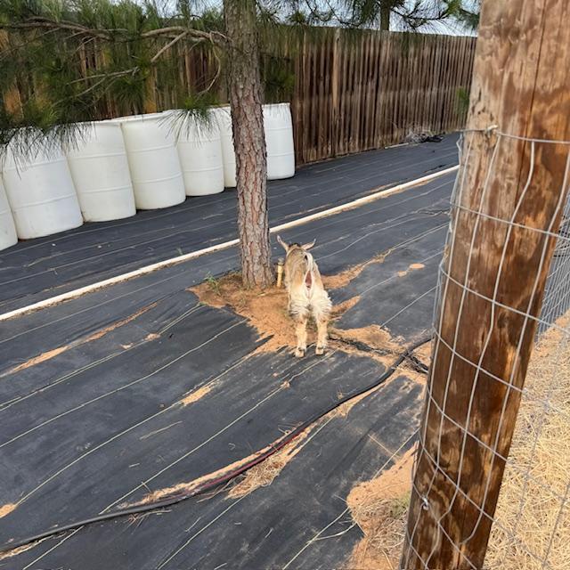 Now she is on the other side. Back and forth, back and forth. And so it went for over 15 minutes until help finally arrived!