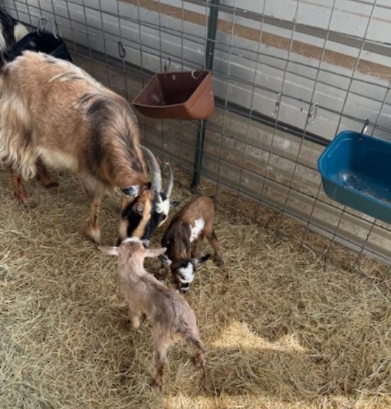 Gracie is another first time mom. She gave birth to twins-a girl who looks like her & a boy who looks like Markie.
Left to right, meet Harriet & Ozzie!