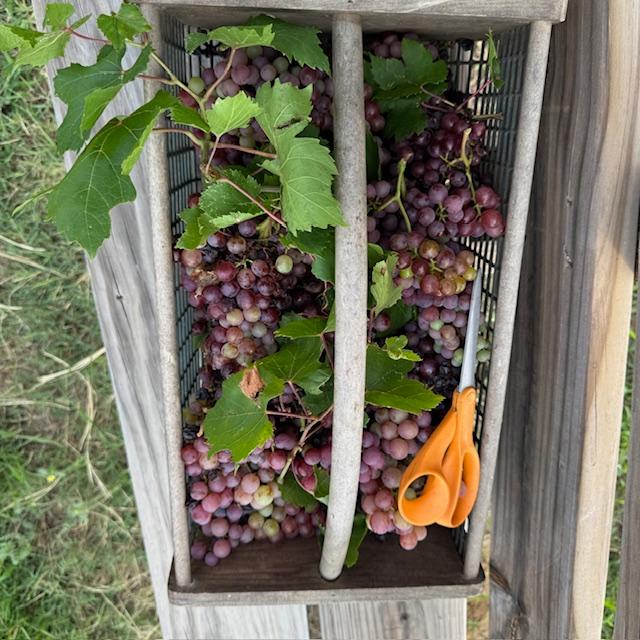 This morning's grape harvest before church.