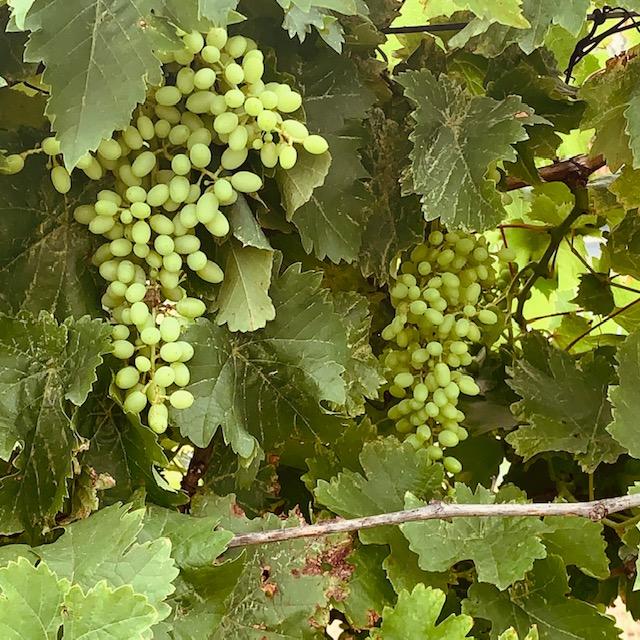 Our vines are loaded down with grapes this year for the first time. Hopefully, nothing gets them so we can!