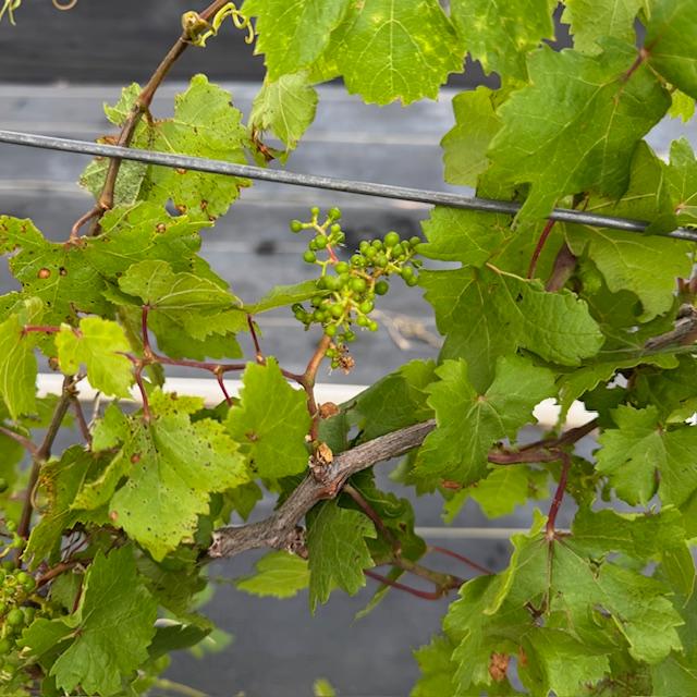 Our grapevines are forming tiny grapes.