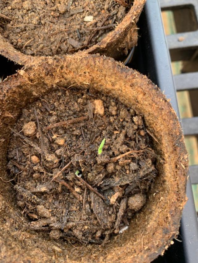 The first of 21 Red Pearl Grape Tomato seedlings popped up today in my greenhouse.