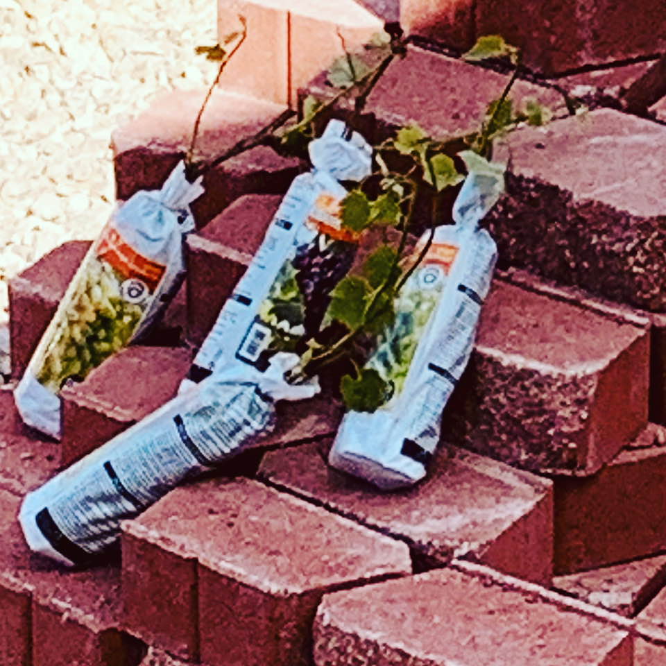 Our four new grapevines. Only one was a purple grape as that is all they had.