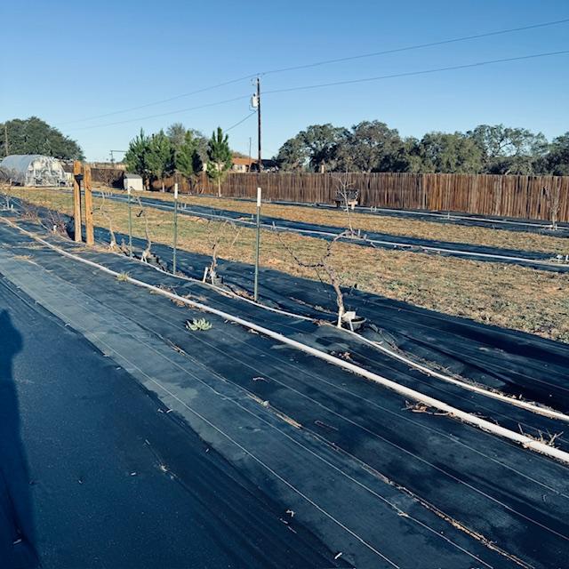 Here are our grapevines, pruned for winter.