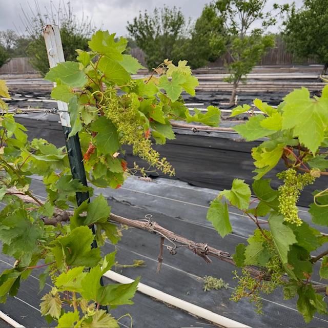 Our grapevines are already putting little grapes on.