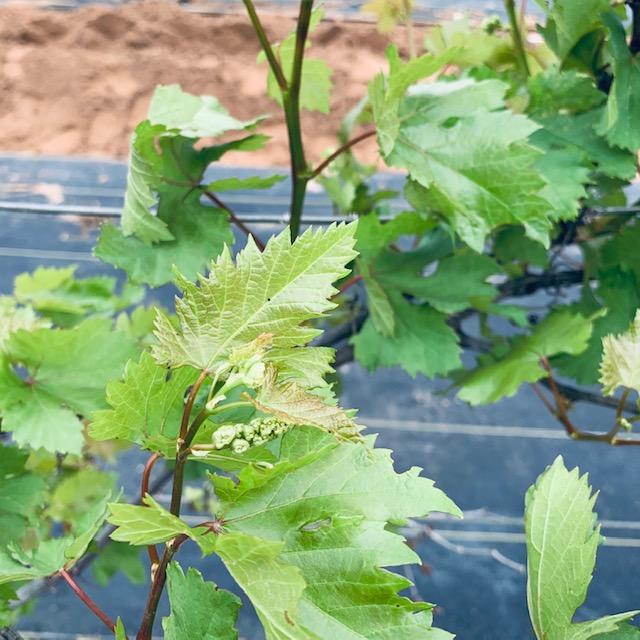 Our grapevines are putting out leaves and tiny clusters of grapes.