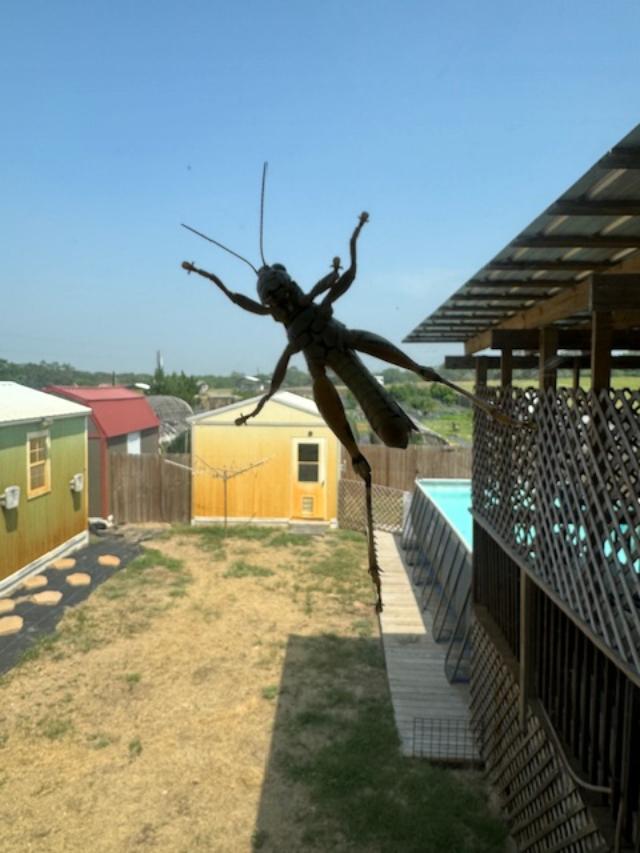 Look at this huge grasshopper on the kitchen window taken by Matt.