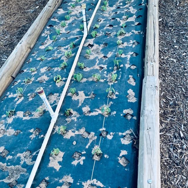 This is a raised bed of bush beans by our driveway. We are in the process of building still more around the property.