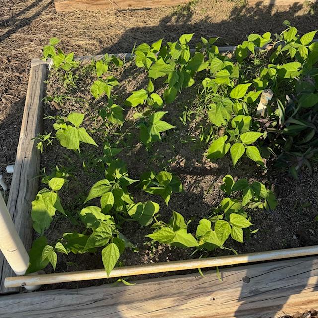 David's green bean plants are doing well.