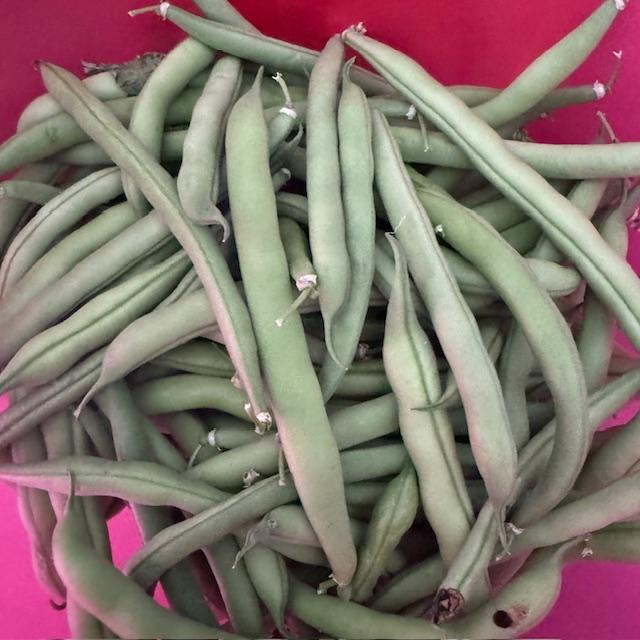 Nothing beats the taste of garden fresh green beans!