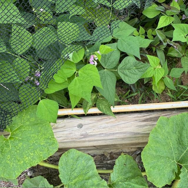 Our green beans have flowers so we will have green beans in no time. These are bush bean plants. There are also some squash volunteer plants you can see.
