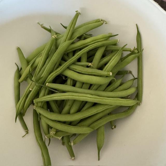 These are bush beans that Matt picked from our garden this afternoon.