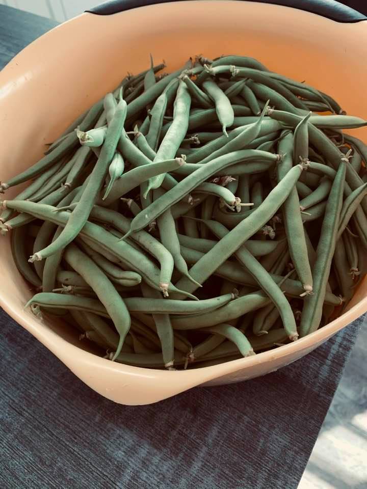 Delicious, fresh bush beans, ready to be snapped and cooked.